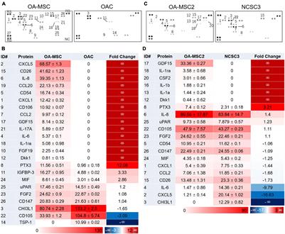 Senescent Tissue-Resident Mesenchymal Stromal Cells Are an Internal Source of Inflammation in Human Osteoarthritic Cartilage